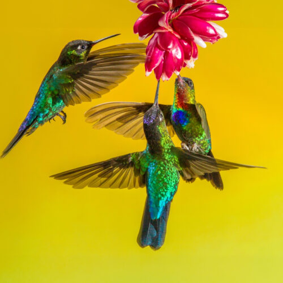 Drei schillernde Kolibris an einer pinken Blüte vor gelbem Hintergrund.